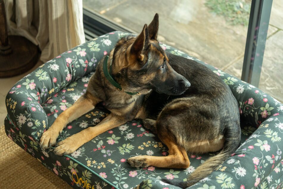 German Shepherd lying on Omlet Bolster dog bed in Midnight Meadow print