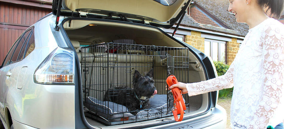 En hund sitter i sin Omlet Fido Classic hundkoja i bilens bagageutrymme
