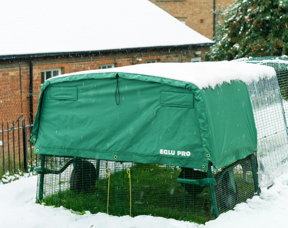eglu pro in garden with snow on cover