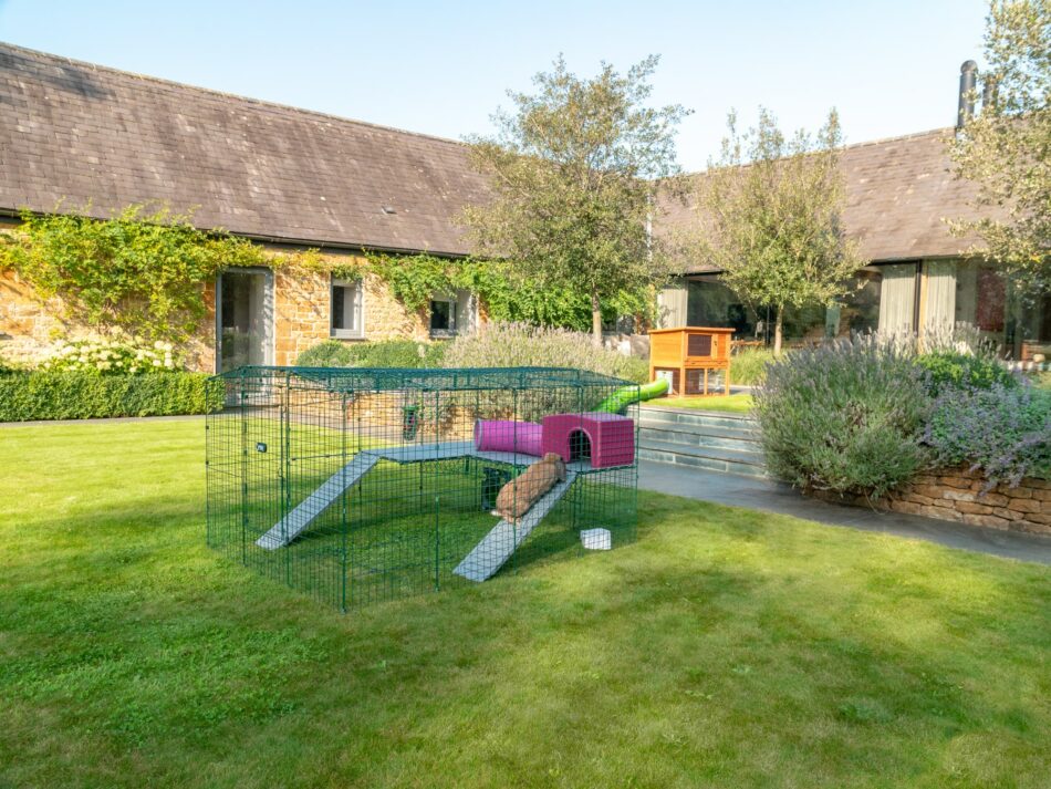 Rabbits outside in their Omlet Outdoor Rabbit Run using their Rabbit Platforms 