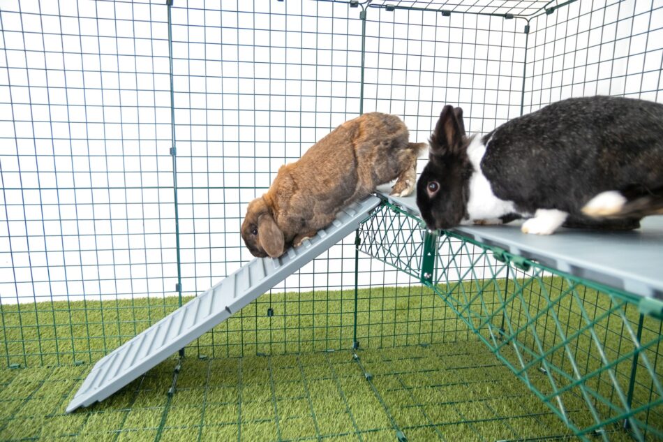 Two rabbits using the Omlet Zippi Rabbit Platforms  
