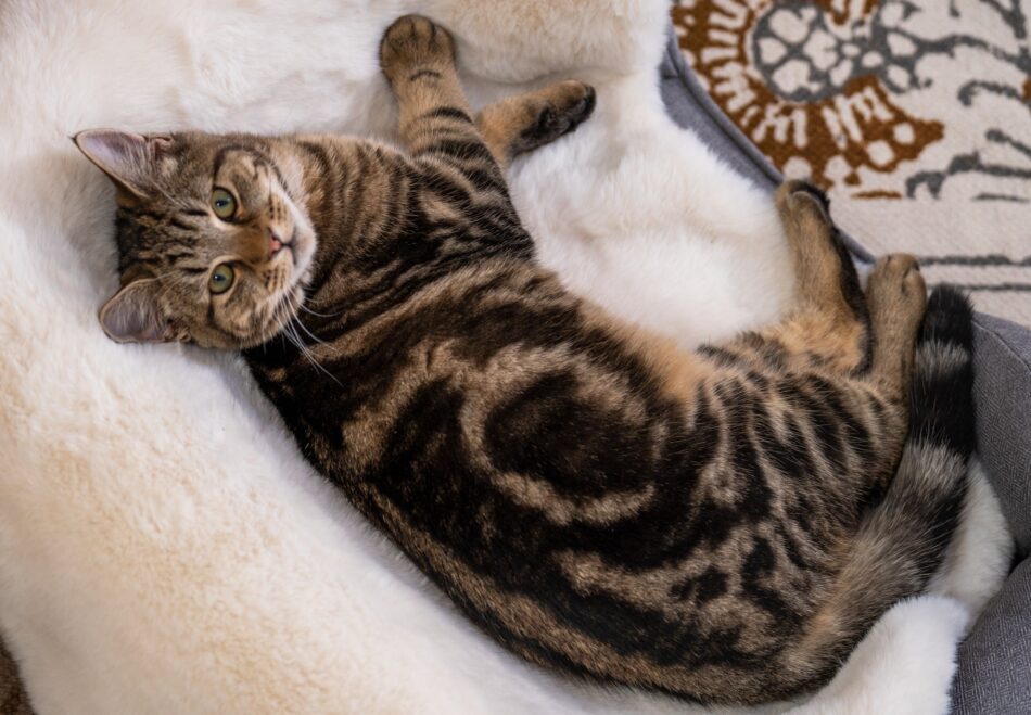 Cat lying on Omlet Luxury Faux Sheepskin Cat Blanket on top of bed
