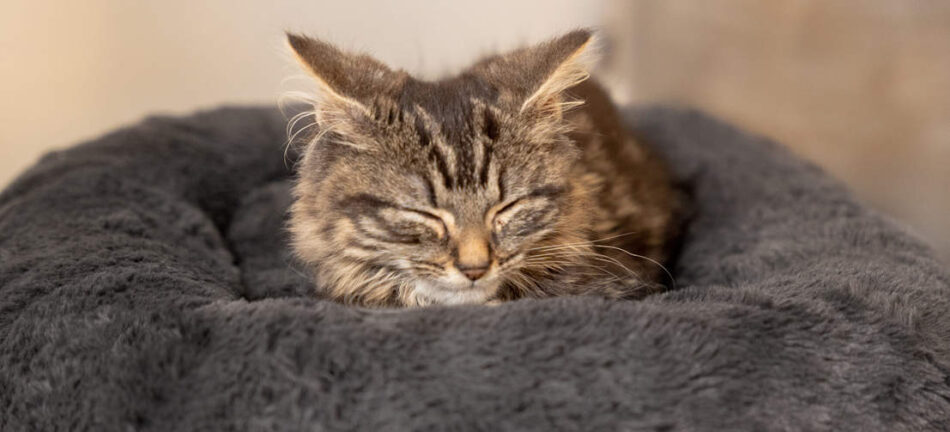 Cat sleeping on the Omlet Maya Donut cat bed in Earl Grey