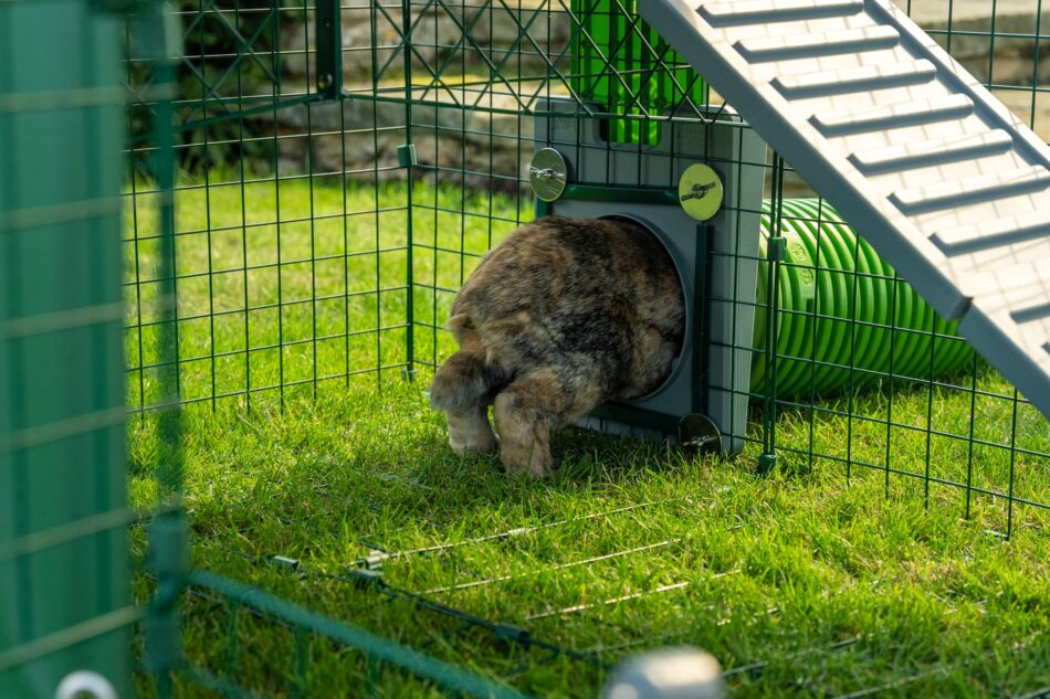 Konijnen rent door Omlet Zippi tunnelsysteem in Omlet konijnenren