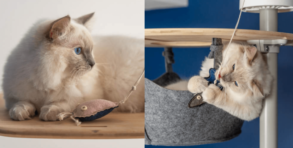 Ragdoll cat using Omlet catnip toys