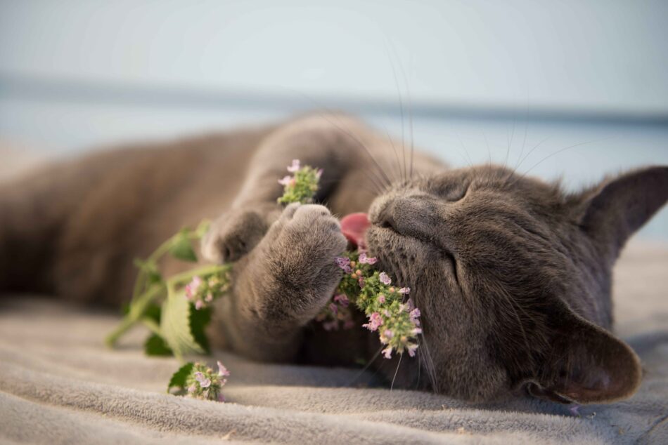 Ragdoll cat using Omlet catnip toys