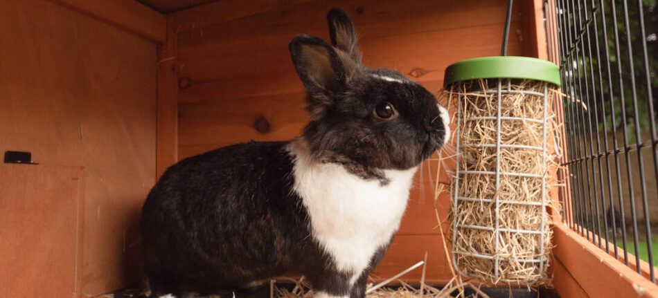 Best friends rabbit hutch best sale