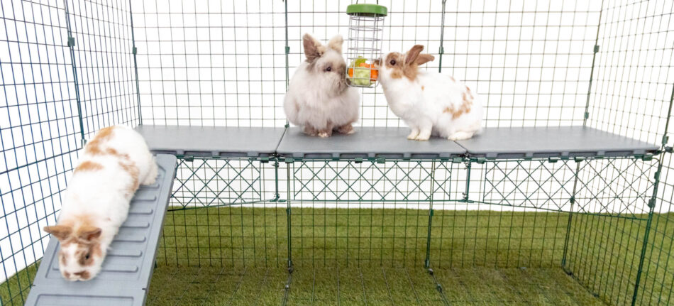 White rabbits eating from a Caddi Rabbit Treat Holder on Zippi Rabbit Run Platforms