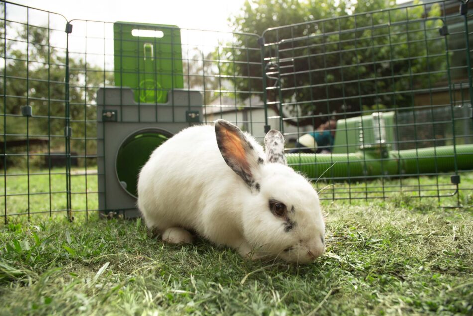 white rabbit coming out of a zippi rabbit tunnel