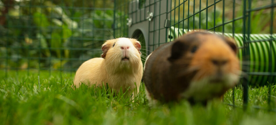 Guinea pigs playing in the Zippi playpen with the zippi tunnel system
