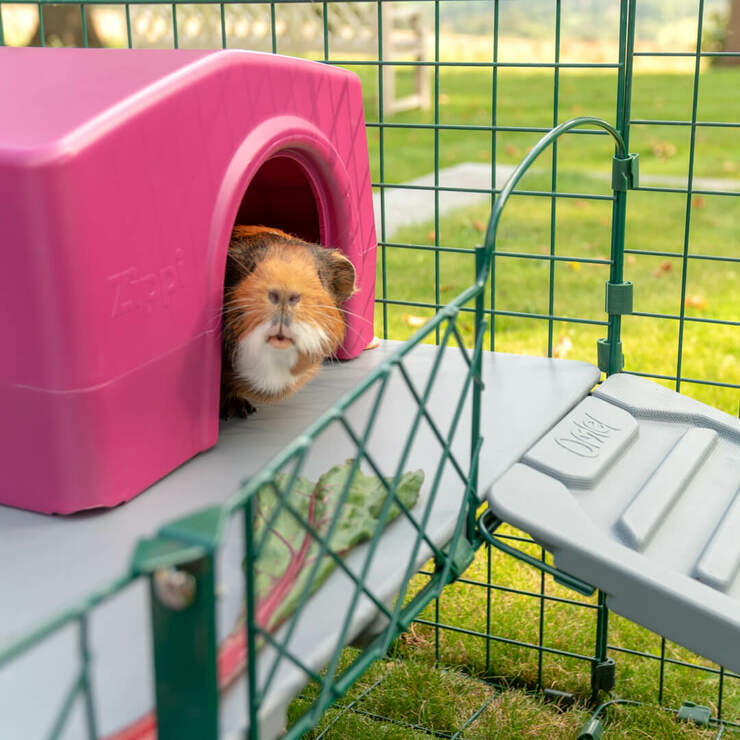 Can Rabbits and Guinea Pigs Live Together? Omlet Blog US