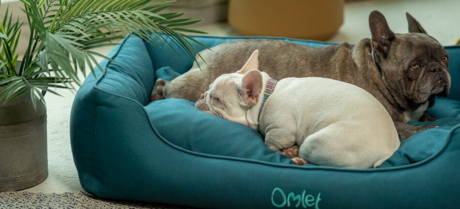 Two French bulldogs curled up on their Omlet Nest dog bed in Shaded Spruce