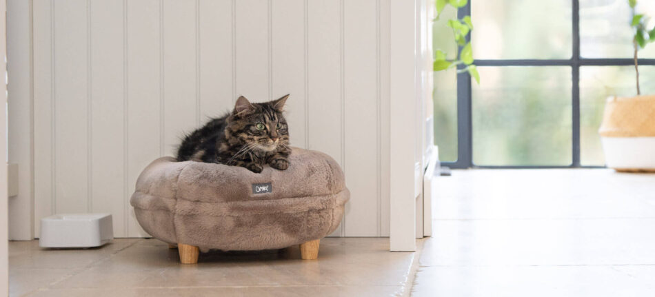 Cat on grey Maya Donut Cat Bed in new kitchen