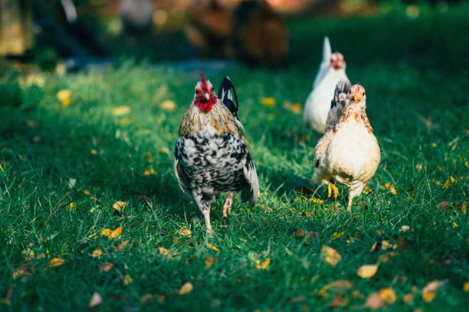 Chickens roaming outside