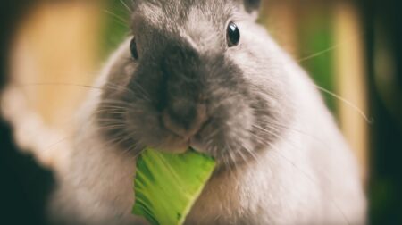 Dwarf rabbit munching on vegetable