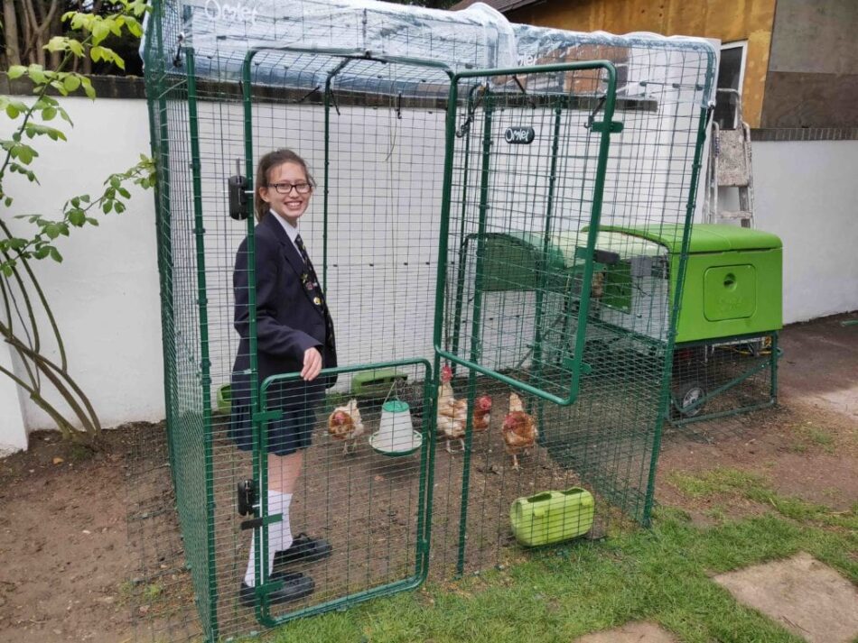 Feeding chickens in Omlet Walk In Chicken Run