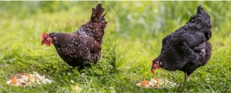 Chickens - Omlet Blog US