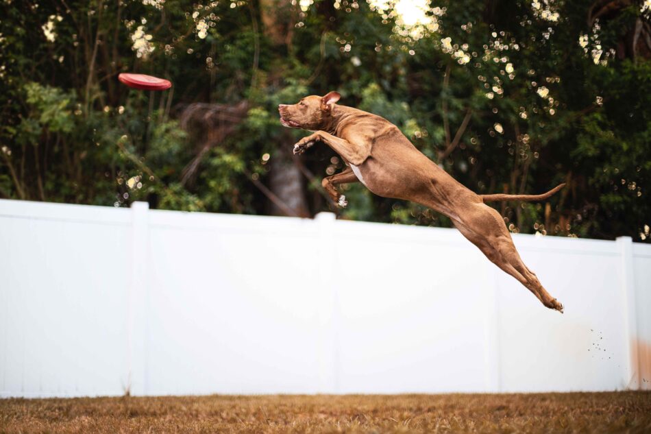 Brown dog leaping to catch a frisbee, world record dogs