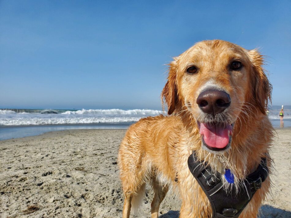 Golden Retriever dog enjoying the beach