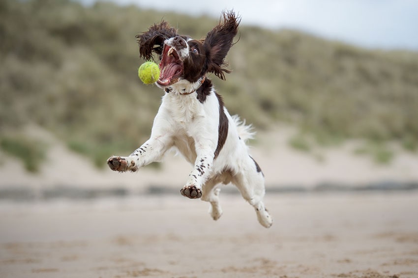 Springer spaniel dog playing on the beach with a ball