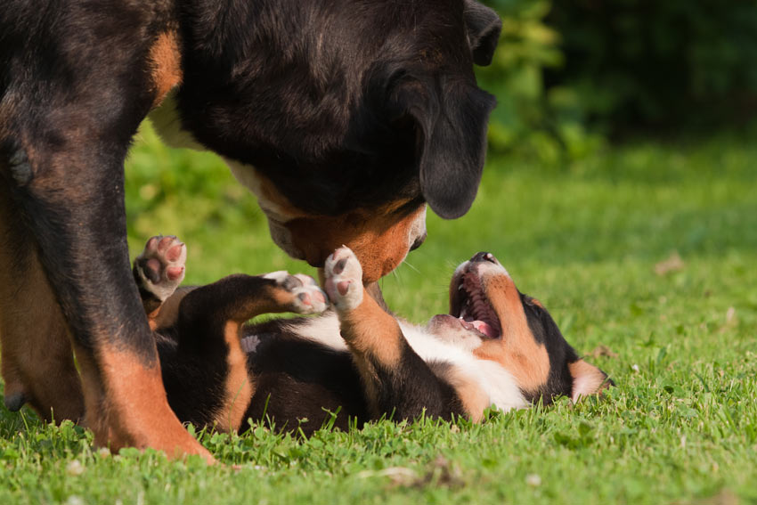 Black and brown older dog playing with its puppy
