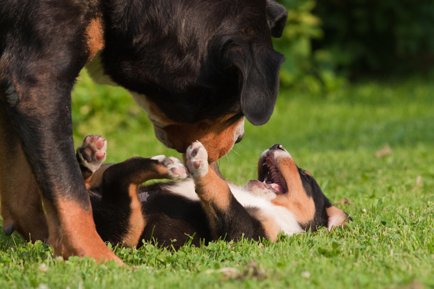 Sort og brun ældre hund leger med hvalp