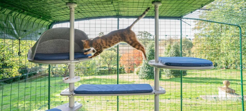 Cat jumping across Omlet Freestyle Outdoor Cat Tree