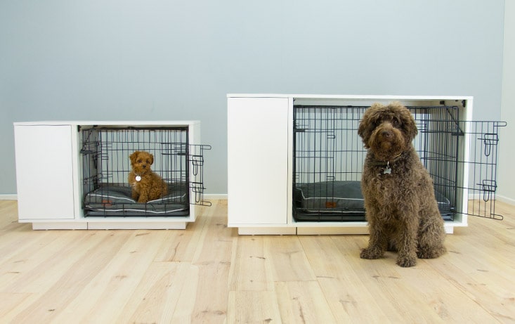 Curly haired brown puppy and older dogs sat with their Fido Nook Dog Crates