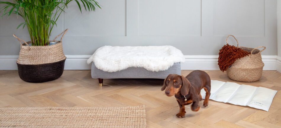 Dachshund with Omlet Memory Foam Cooling Mat for Dogs behind them