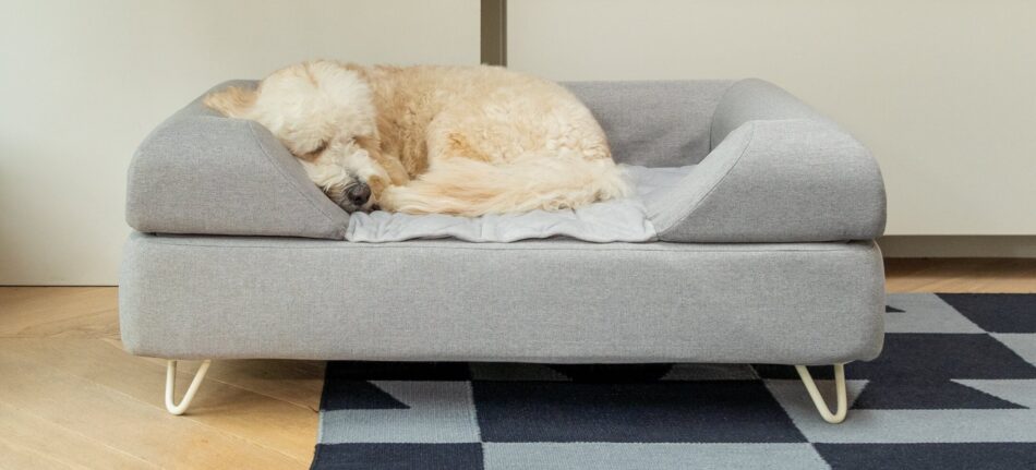Hond ligt opgerold te slapen op Omlet Topology luxe hondenmand