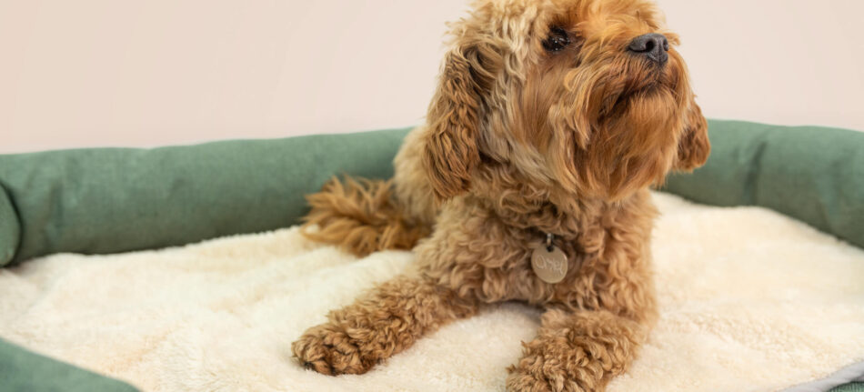 Small brown dog happily lying on soothing dog bed