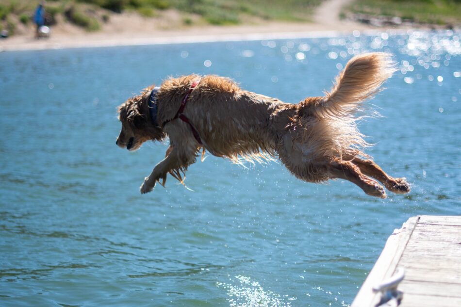 Golden Retriever dog diving into water to cool down