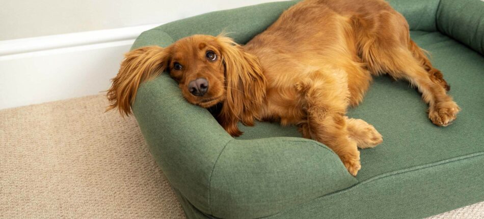 Épagneul qui se détend sur un panier pour chien à mémoire de forme Bolster d’Omlet vert