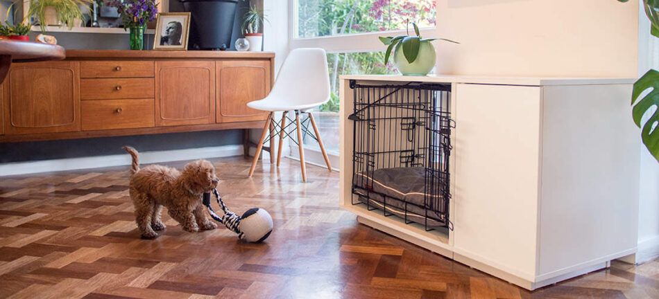 A puppy playing with a toy outside their Fido Nook crate