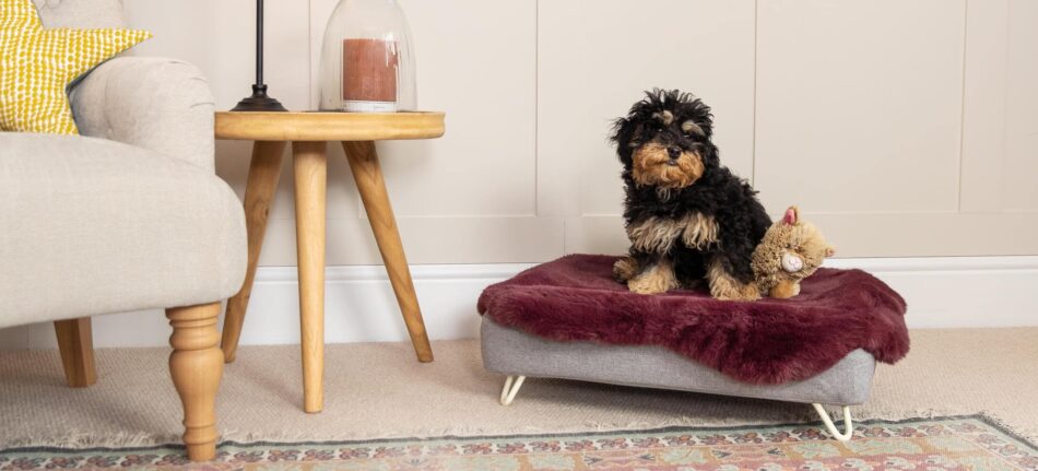 Black and brown puppy sat on Omlet Topology dog bed with Sheepskin Purple faux fur topper 