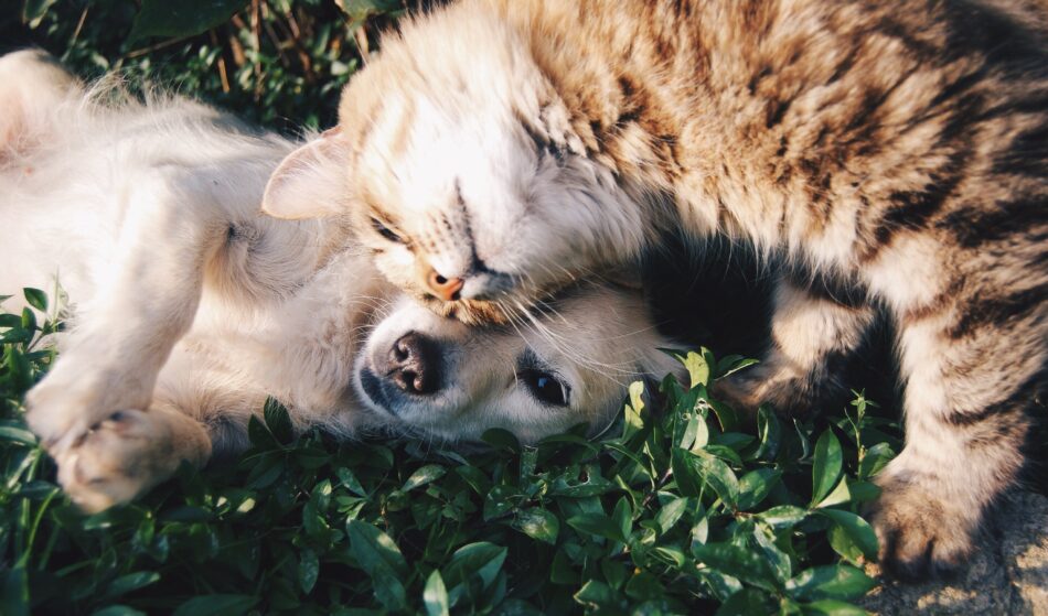 Kat en hond spelen met elkaar op het gras