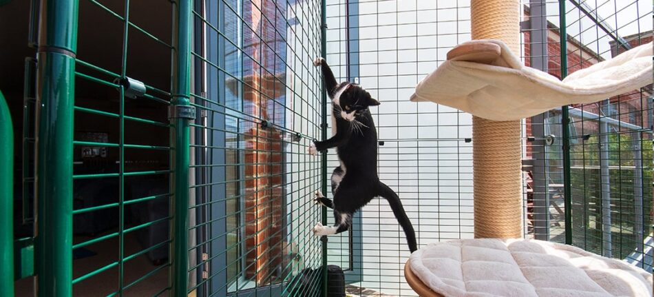 Cat climbing on Omlet Cat Balcony Enclosure outside apartment