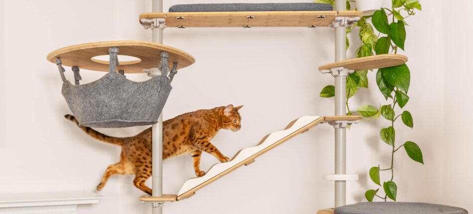 Cat climbing on Omlet Freestyle Indoor Cat Tree with hammock