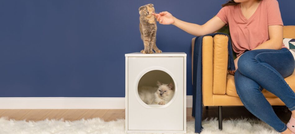 Kat in Maya Indoor kattenhuis met een andere kat op het meubel die wordt geaaid