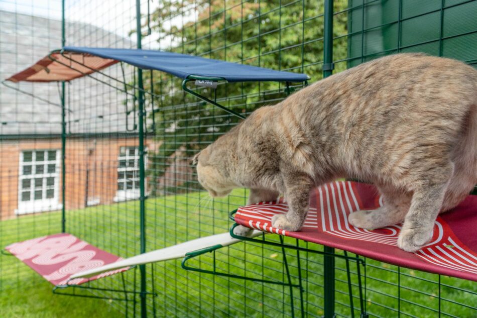 Kat gebruikt Omlet kattenplanken in Omlet buitenren voor katten