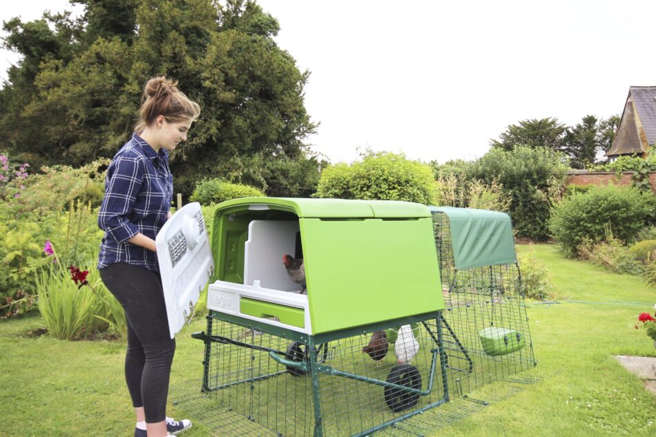 Vrouw zet Omlet Eglu Cube kippenhok in elkaar