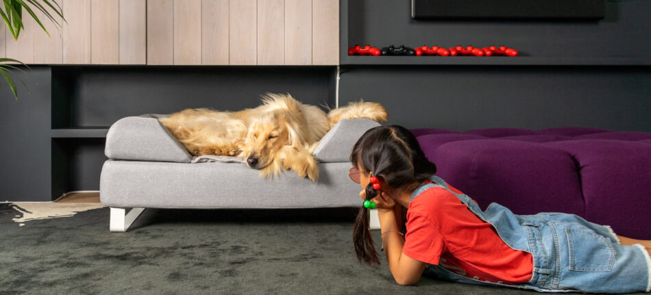 Golden dog sleeping on washed dog bed being lovingly watched by owner