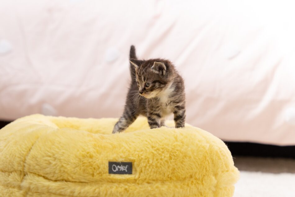 Kitten staand op Maya Donut kattenmand in de kleur boterbloemgeel