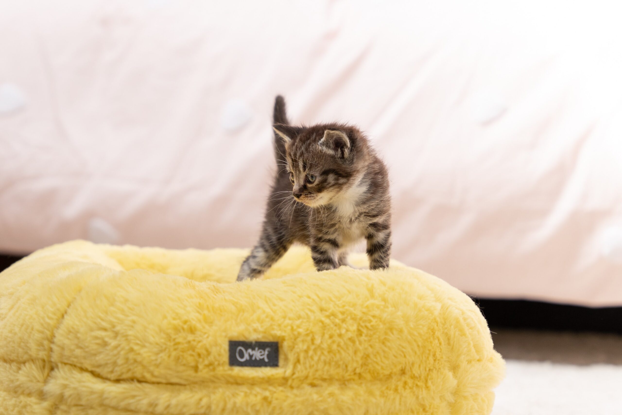 Raising a Kitten 101 Omlet Blog US