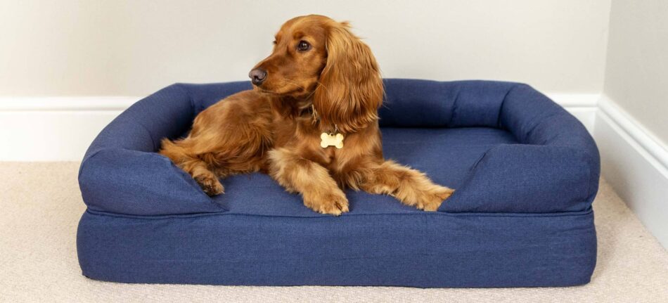 Spaniel lying on washed Omlet Bolster Dog Bed