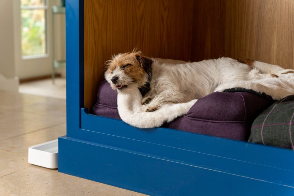 Terrier slapend op Omlet schapenvacht topper op Bolster hondenmand