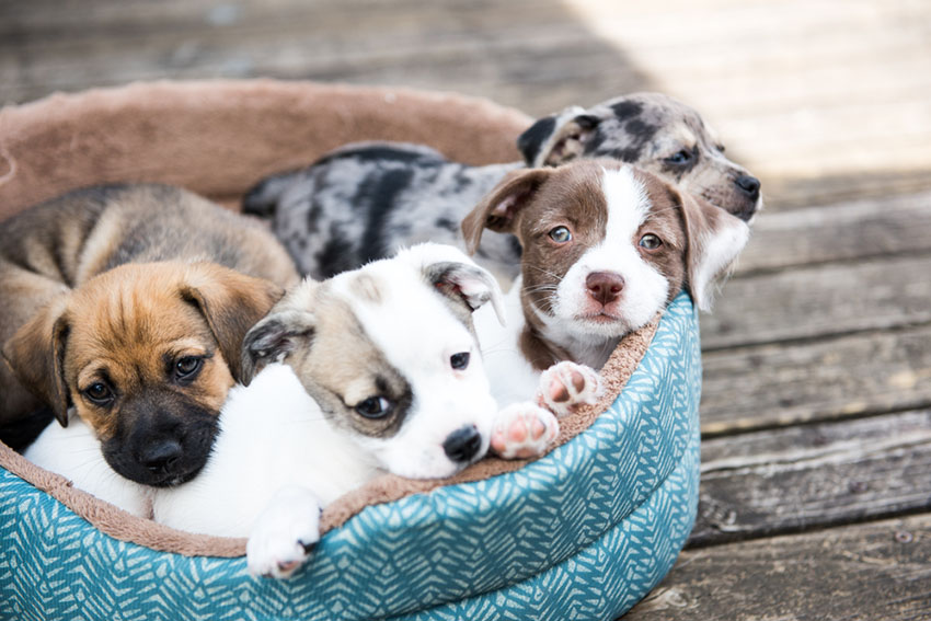 leer hoe u uw nieuwe puppy benchtraining kunt geven