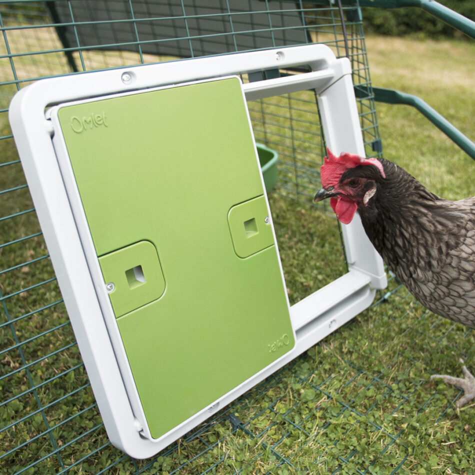 A brown chicken looking into their Omlet Autodoor secured chicken coop