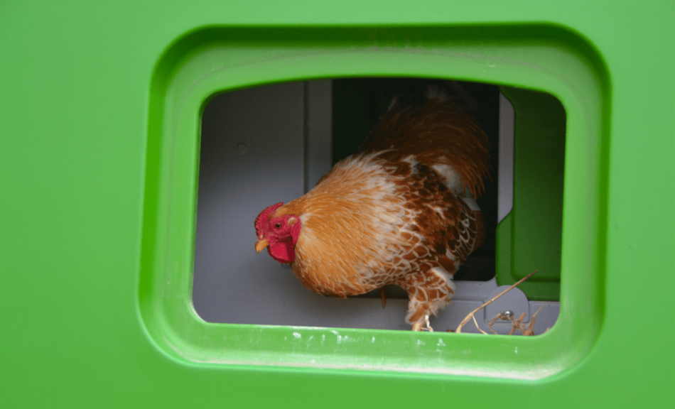 How the Eglu Keeps Your Chickens Warm in Winter - Omlet Blog US