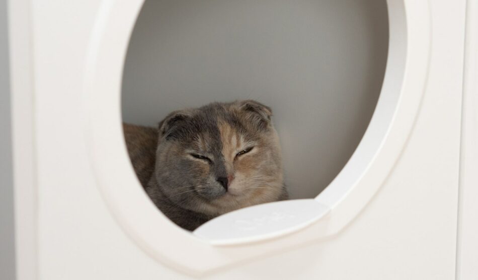 Cat asleep on Omlet Maya Donut Cat Bed inside of Omlet Maya Indoor Cat House